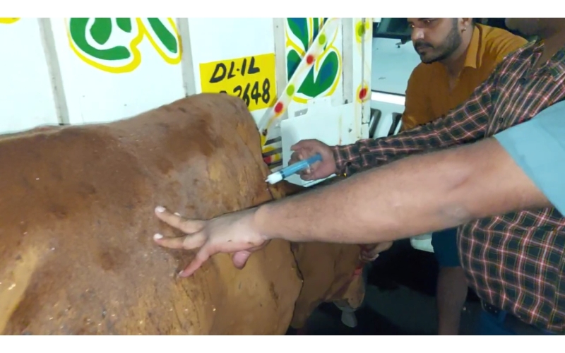 Lumpy skin disease suffering Gaumata/Cow Lumpy skin disease suffering Gaumata/Cow