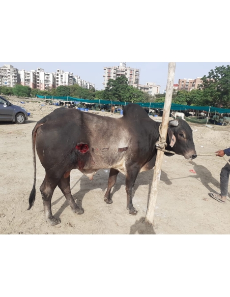 Nandi baba- sharp object attack wound stomach