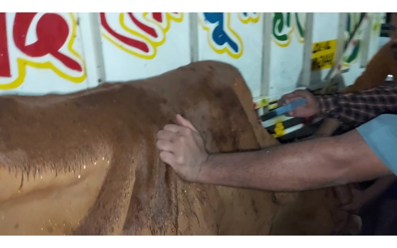 Lumpy skin disease suffering Gaumata/Cow Lumpy skin disease suffering Gaumata/Cow