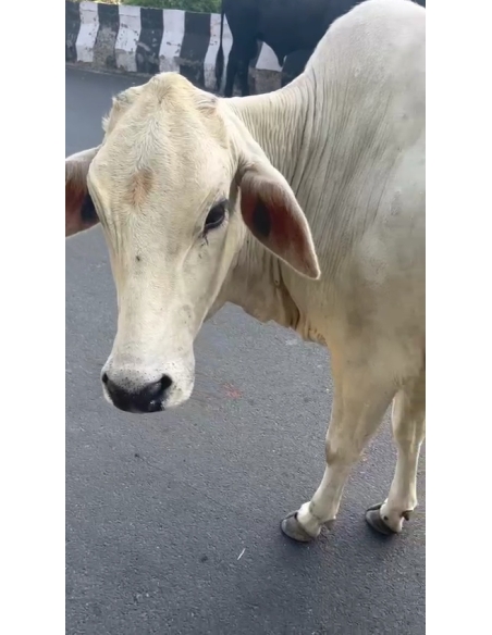 Lumpy skin disease suffering Gaumata/Cow