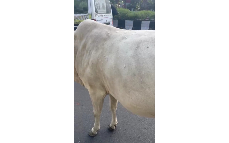 Lumpy skin disease suffering Gaumata/Cow Lumpy skin disease suffering Gaumata/Cow