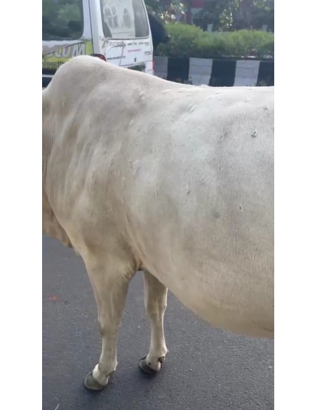 Lumpy skin disease suffering Gaumata/Cow