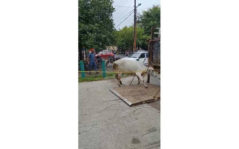 Lumpy skin disease suffering Gaumata/Cow Lumpy skin disease suffering Gaumata/Cow