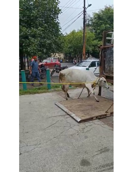 Lumpy skin disease suffering Gaumata/Cow