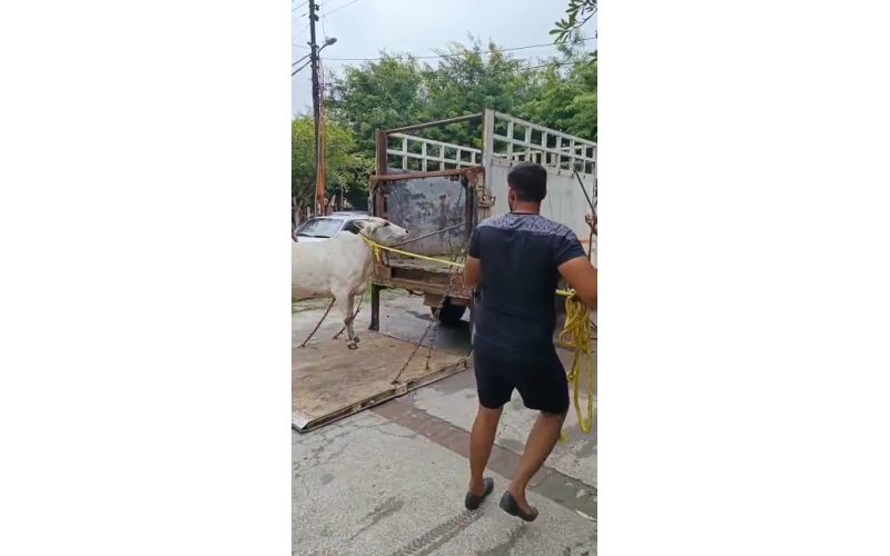 Lumpy skin disease suffering Gaumata/Cow Lumpy skin disease suffering Gaumata/Cow