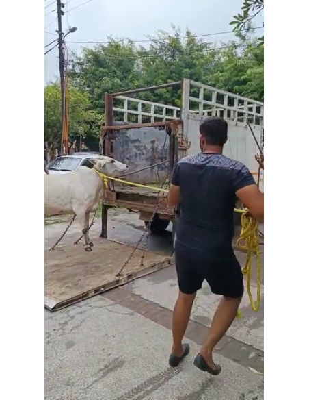 Lumpy skin disease suffering Gaumata/Cow