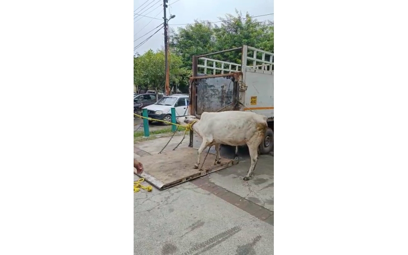 Lumpy skin disease suffering Gaumata/Cow Lumpy skin disease suffering Gaumata/Cow