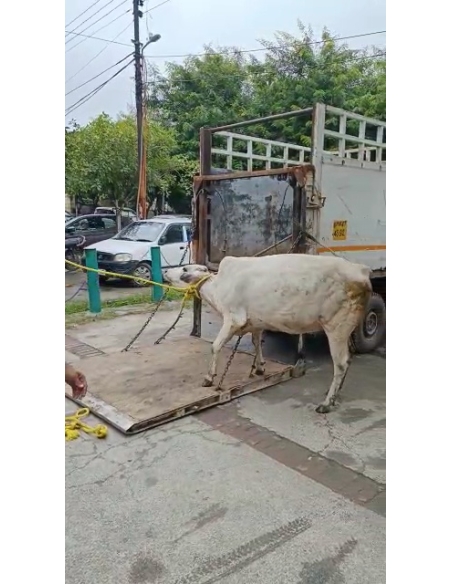 Lumpy skin disease suffering Gaumata/Cow