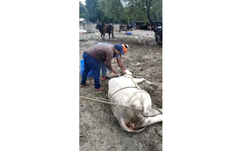 Lumpy skin disease suffering Gaumata/Cow Lumpy skin disease suffering Gaumata/Cow