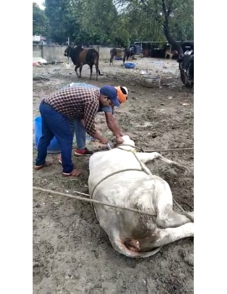 Lumpy skin disease suffering Gaumata/Cow