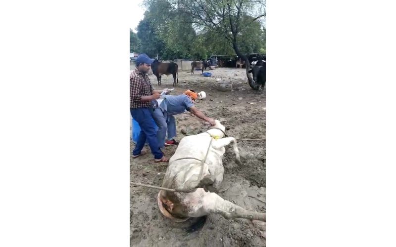 Lumpy skin disease suffering Gaumata/Cow Lumpy skin disease suffering Gaumata/Cow