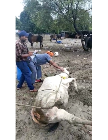 Lumpy skin disease suffering Gaumata/Cow