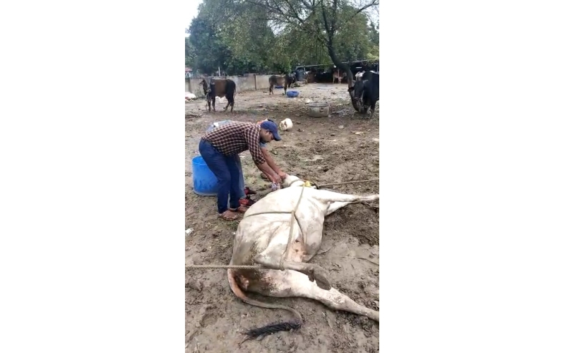 Lumpy skin disease suffering Gaumata/Cow Lumpy skin disease suffering Gaumata/Cow