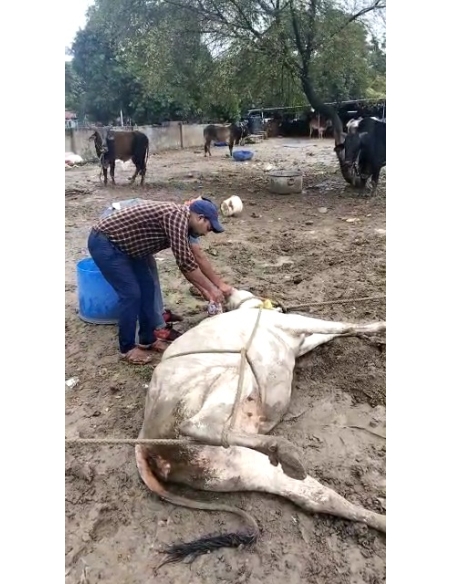 Lumpy skin disease suffering Gaumata/Cow