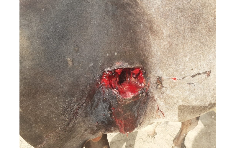 Nandi baba- sharp object attack wound... Nandi baba- sharp object attack wound...