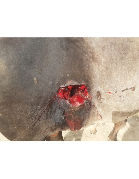Nandi baba- sharp object attack wound stomach