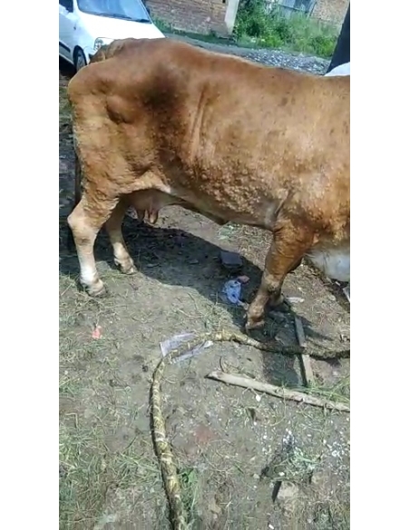 Lumpy skin disease suffering Gaumata/Cow