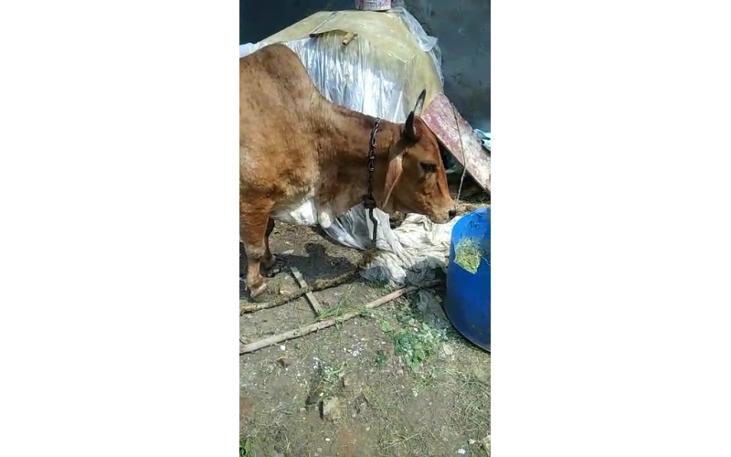 Lumpy skin disease suffering Gaumata/Cow