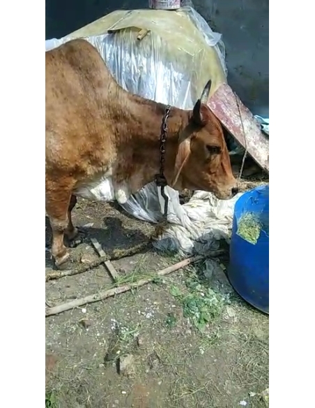 Lumpy skin disease suffering Gaumata/Cow