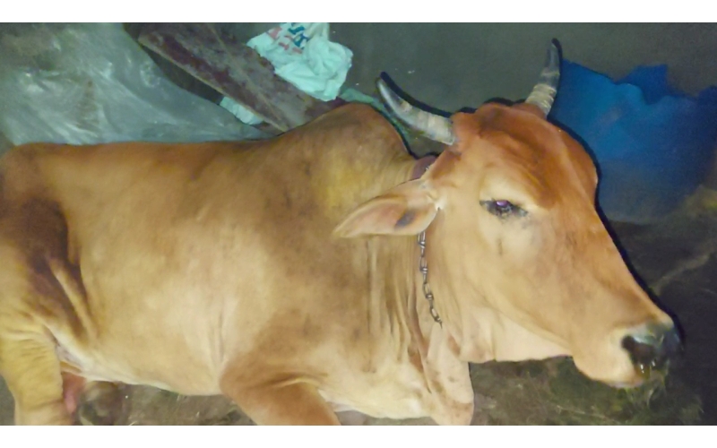 Lumpy skin disease suffering Gaumata/Cow