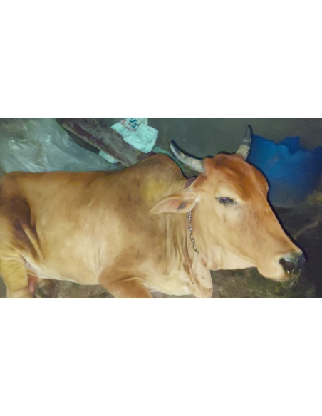 Lumpy skin disease suffering Gaumata/Cow