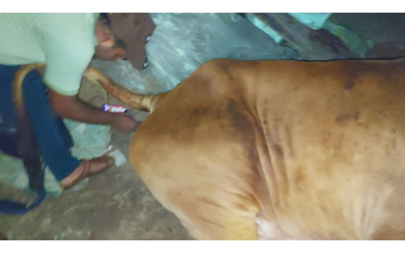 Lumpy skin disease suffering Gaumata/Cow