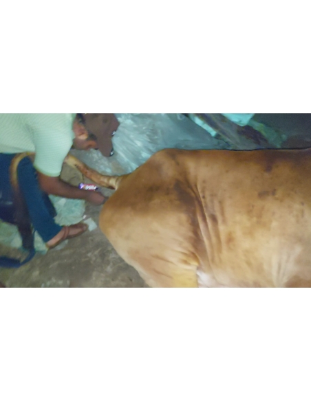 Lumpy skin disease suffering Gaumata/Cow
