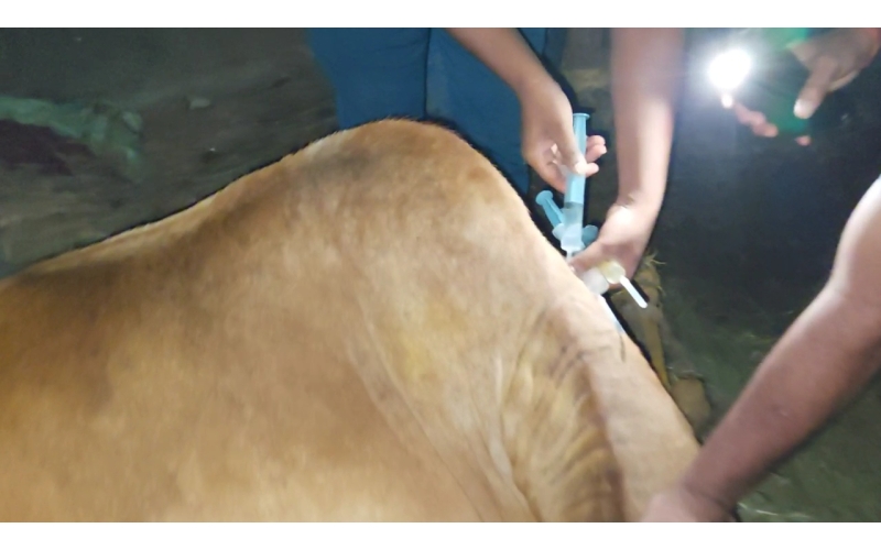 Lumpy skin disease suffering Gaumata/Cow