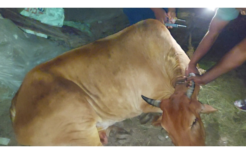 Lumpy skin disease suffering Gaumata/Cow