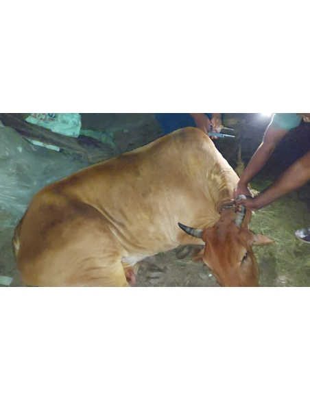 Lumpy skin disease suffering Gaumata/Cow