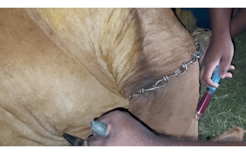 Lumpy skin disease suffering Gaumata/Cow