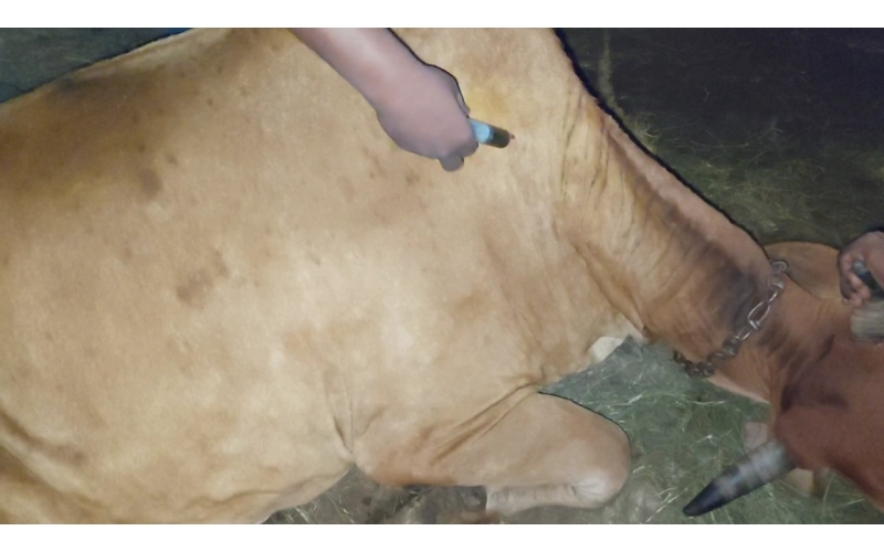 Lumpy skin disease suffering Gaumata/Cow