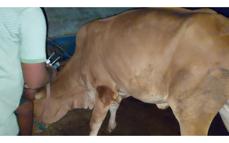 Lumpy skin disease suffering Gaumata/Cow Lumpy skin disease suffering Gaumata/Cow
