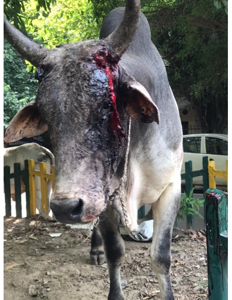 Nandi baba horn maggots deep wound