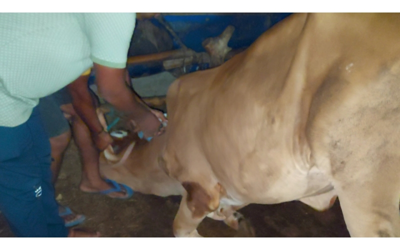 Lumpy skin disease suffering Gaumata/Cow Lumpy skin disease suffering Gaumata/Cow
