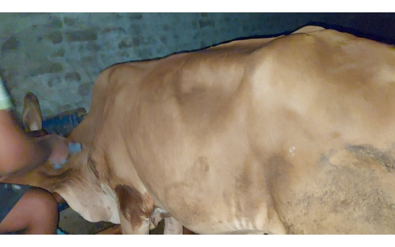 Lumpy skin disease suffering Gaumata/Cow Lumpy skin disease suffering Gaumata/Cow