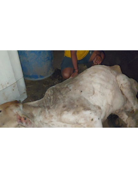 Lumpy skin disease suffering Gaumata/Cow
