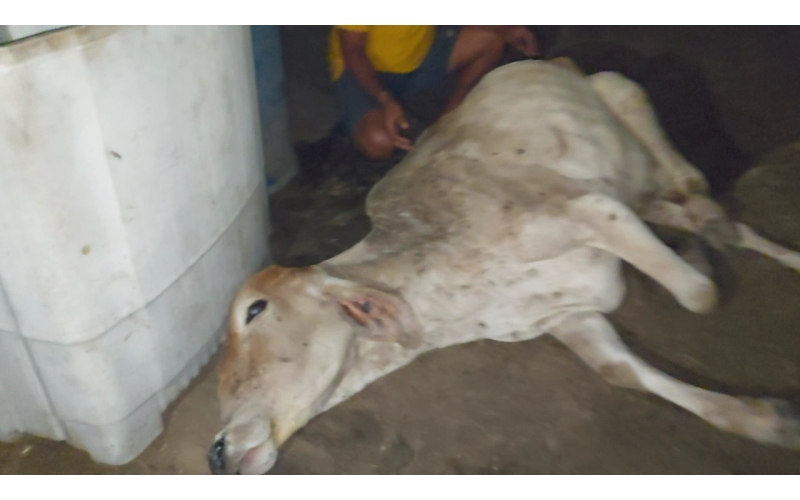 Lumpy skin disease suffering Gaumata/Cow
