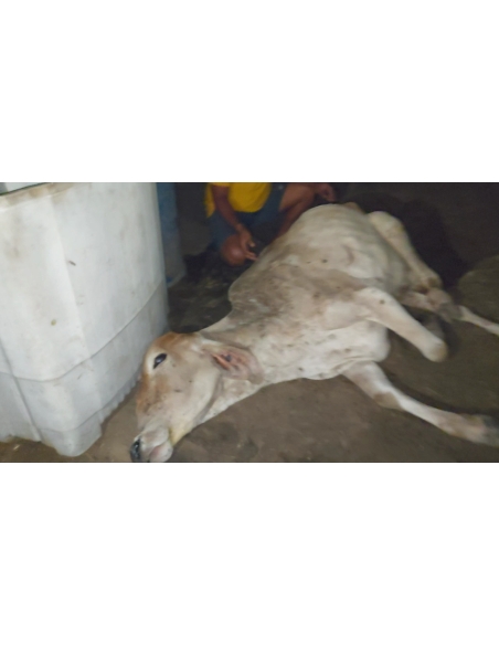 Lumpy skin disease suffering Gaumata/Cow