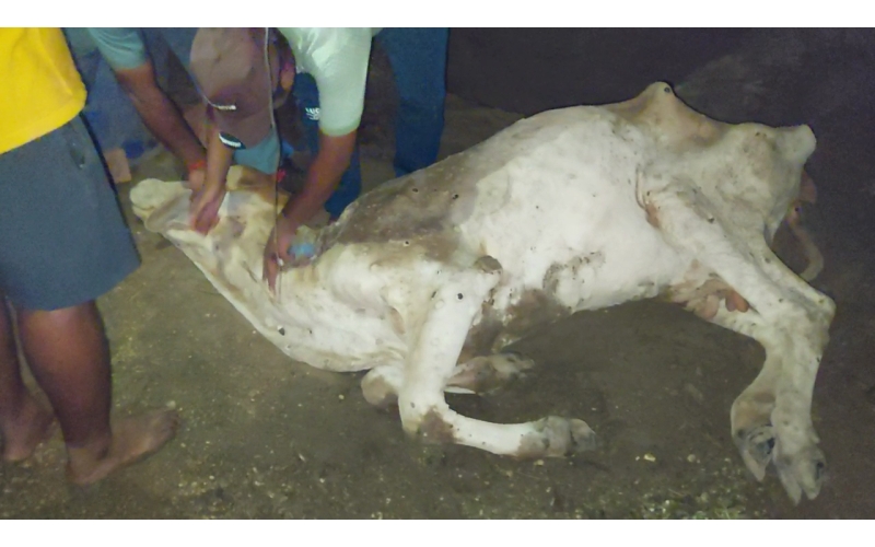 Lumpy skin disease suffering Gaumata/Cow