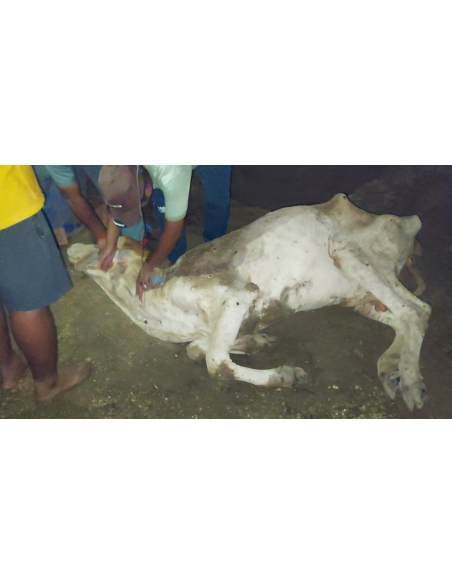 Lumpy skin disease suffering Gaumata/Cow