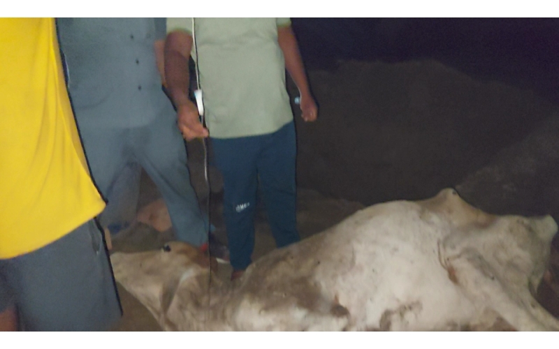 Lumpy skin disease suffering Gaumata/Cow
