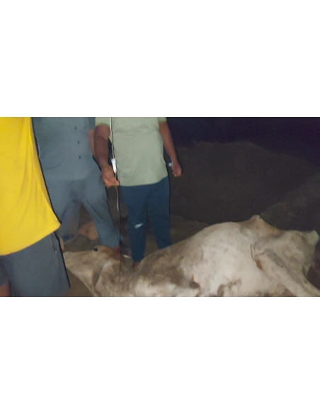 Lumpy skin disease suffering Gaumata/Cow