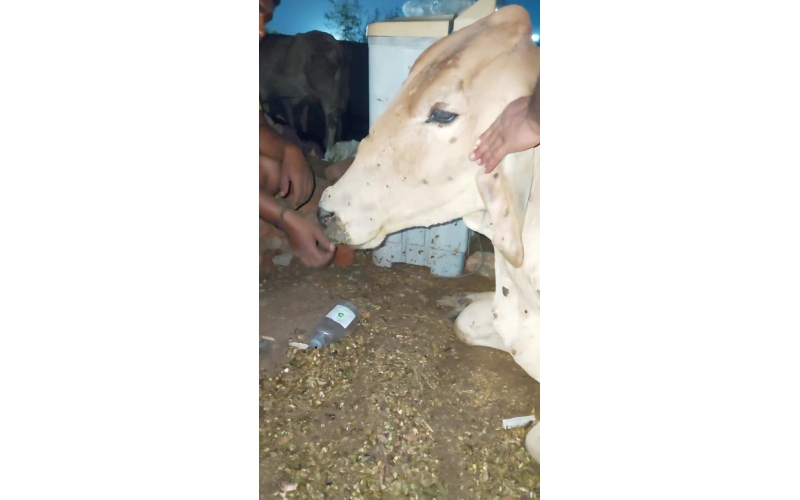 Lumpy skin disease suffering Gaumata/Cow