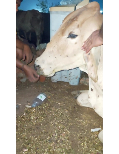 Lumpy skin disease suffering Gaumata/Cow