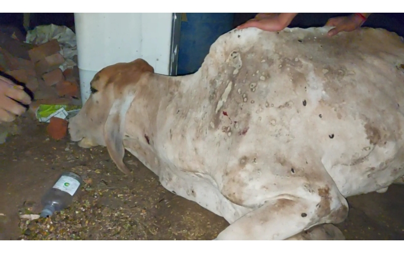 Lumpy skin disease suffering Gaumata/Cow