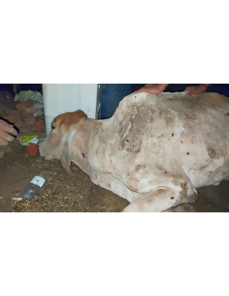 Lumpy skin disease suffering Gaumata/Cow