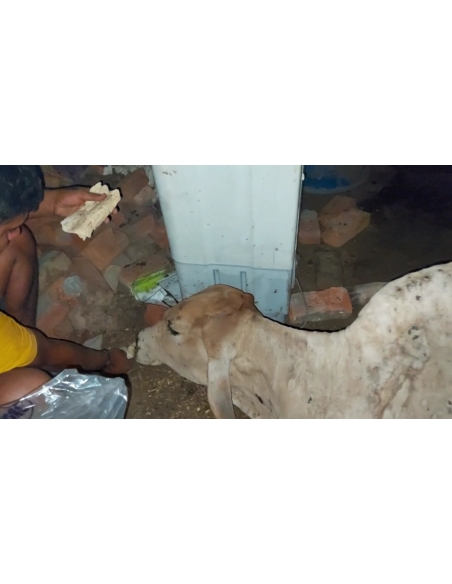 Lumpy skin disease suffering Gaumata/Cow