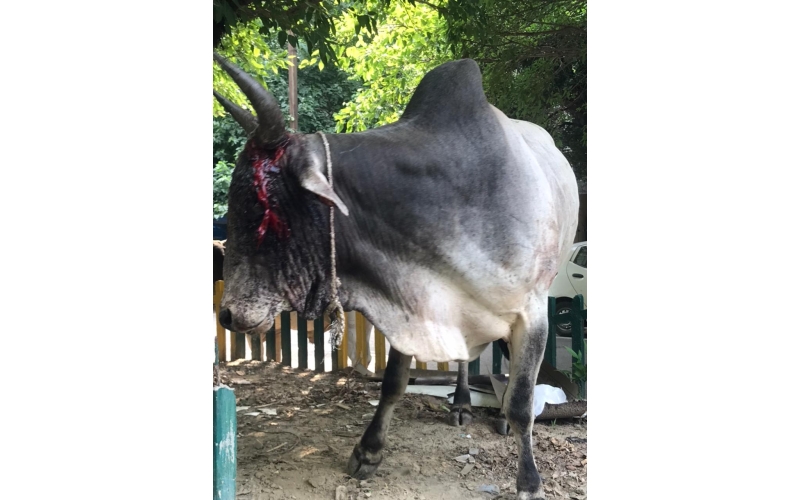 Nandi baba horn maggots deep wound Nandi baba horn maggots deep wound