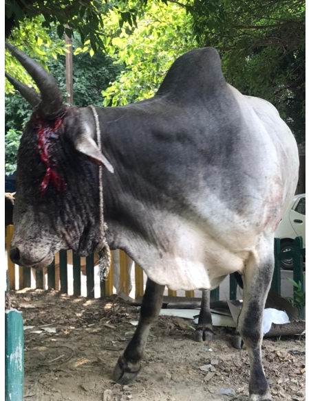 Nandi baba horn maggots deep wound